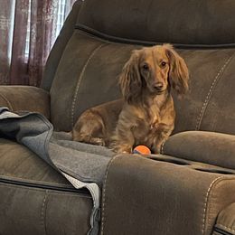 Zoey - Dachshund