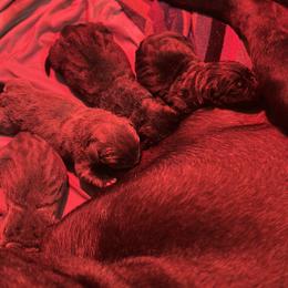 Girl 1 - female Cane Corso puppy in Conroe, Texas from Miracle City