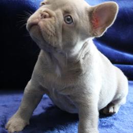 Pink-M-2026 - Black female French Bulldog puppy in Attleboro, Massachusetts from R & S Frenchies
