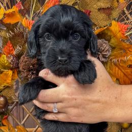 Rook - Black male Goldendoodle puppy in Enumclaw, Washington from Owen-a-Doodle