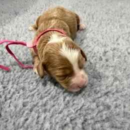 Pink Girl - Caramel cream female Australian Labradoodle puppy in West Union, South Carolina from Golden Corner Labradoodles, LLC