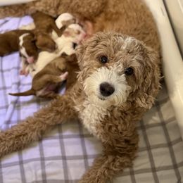 Layla - Goldendoodle