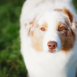 Jessie - Australian Shepherd