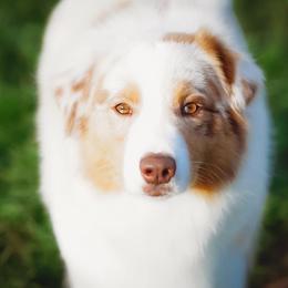 Jessie - Australian Shepherd