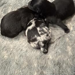 Frankie - Blue merle male Pomeranian puppy in Jackson, New Jersey from Peapod Pomeranians
