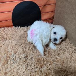 Penelope - White female Bichon Frise puppy in Neosho, Missouri from Cooley's Cuddle Pups