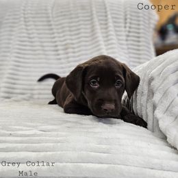 Cooper - Chocolate male Labrador Retriever puppy in Boyd, Minnesota from Lindley Labradors