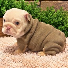 Megan - Lilac tri-color female Bulldog puppy in Bell Gardens, California from G bulldogs