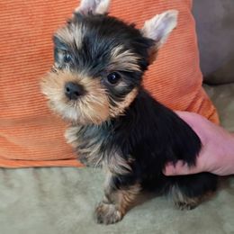 Layla - Blue and gold female Yorkshire Terrier puppy in Potomac, Maryland from Fabiana's Yorkshire Terriers