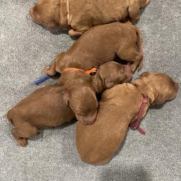 Maroon - Red female Irish Doodle puppy in Surprise, Arizona from Huckleberry Doodles