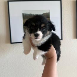June - Black and tan female Pembroke Welsh Corgi puppy in Red Bluff, California from Wilder Ranch Corgis