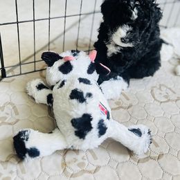 Sheepadoodle Puppies from Downriver Doodles