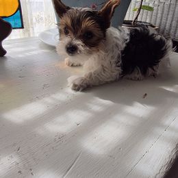 Girl 3 - Parti female Yorkshire Terrier puppy in Ft Worth, Texas from Susan''s Parti Yorkies