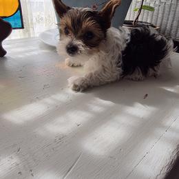 Girl 3 - Parti female Yorkshire Terrier puppy in Ft Worth, Texas from Susan''s Parti Yorkies