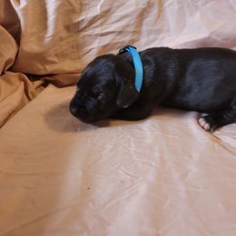 Cane Corso and Great Dane Puppies from RC RANCH GREAT DANES