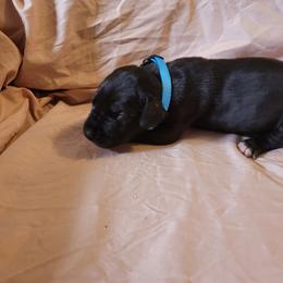 Cane Corso and Great Dane Puppies from RC RANCH GREAT DANES