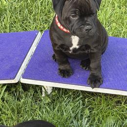 Girl 3 - female Staffordshire Bull Terrier puppy in Columbus, Ohio from Bullwark Staffordshire Bull Terriers