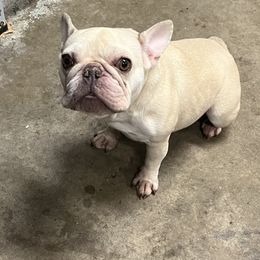 French Bulldog puppies from Golden Star Frenchies