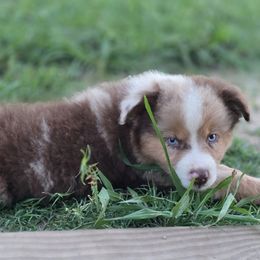 Chattahoochee - Red merle male Miniature Australian Shepherd puppy in Paris, Texas from Blue Envy Mini Aussies