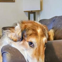 DaVinci - Borzoi
