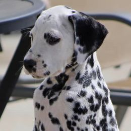 Dalmatians from Bully Market