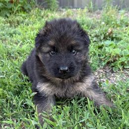 Red female - Black and red female German Shepherd puppy in Herrick, South Dakota from Dakota Shepherds Kennels