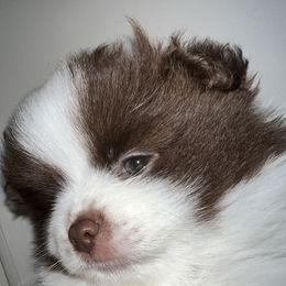 Pomeranian Puppies from Wheresmil0