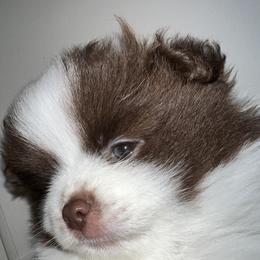 Pomeranian Puppies from Wheresmil0
