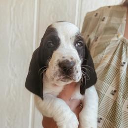 Carter - Black and white male Basset Hound puppy in Yarnell, Arizona from Boulder Oak Bassets