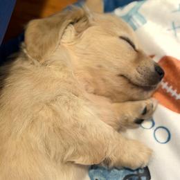 Klondike - Cream male Dachshund puppy in Laurel, Maryland from Dainty Cream Doxies
