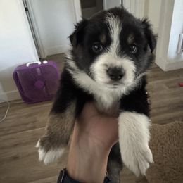 Miniature American Shepherd Puppies from Moonlight Trail Aussies