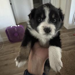 Miniature American Shepherd Puppies from Moonlight Trail Aussies
