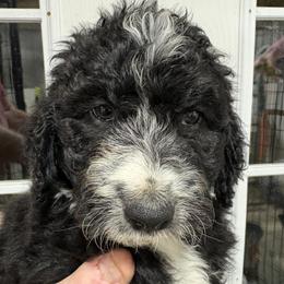 Fava bean - Yellow - Black and white female Aussiedoodle puppy in Eolia, Missouri from Barefoot Kennel