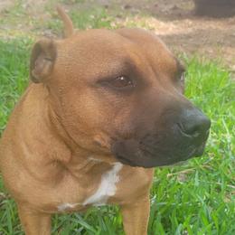 Puma - Staffordshire Bull Terrier
