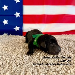 Labrador Retriever Puppies from OzLand Labrador Retrievers
