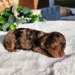 Sammy - Phantom male Bernedoodle puppy in Dothan, Alabama from Farquharson's Poodles&Doodles