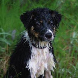 Australian Shepherds from Knauer Australian Shepherds
