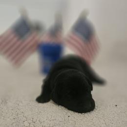Blue - Black male Labrador Retriever puppy in Lubbock, Texas from Bentwood Cove Kennel