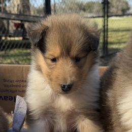 Jack - Sable and white male Collie puppy in Carencro, Louisiana from Cajun Bayou's Collies LLC