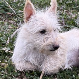 Wheaten Girlie - Wheaten female Scottish Terrier puppy in Nickelsville, Virginia from Pecan Creek