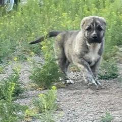 Boy 4 - Brindle male Armenian Gampr puppy in Neenach, California from The Mustangs Ranch