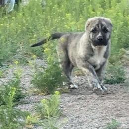 Boy 4 - Brindle male Armenian Gampr puppy in Neenach, California from The Mustangs Ranch