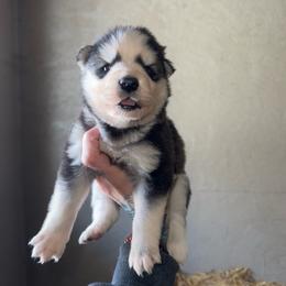 Boy 2 - Black and white male Siberian Husky puppy in Iron River, Wisconsin from Wiemeri Siberians