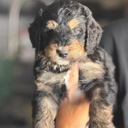 Pixel - Tri-color male Bernedoodle puppy in Phelan, California from PuppyPaws4U