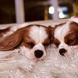 Cavalier King Charles Spaniels from Toledo Bend Cavaliers