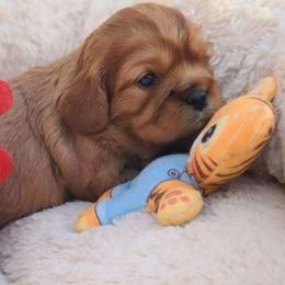 Mandolin - Ruby female Cavalier King Charles Spaniel puppy in Winthrop, New York from McMahon's Cavalier King Charles Spaniels