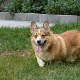 Pembroke Welsh Corgi puppies from Corgi Companions
