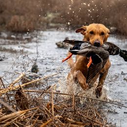 Clutch - Labrador Retriever