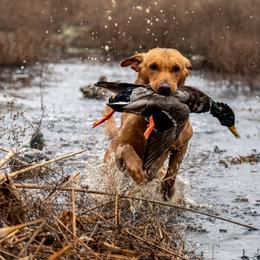 Clutch - Labrador Retriever