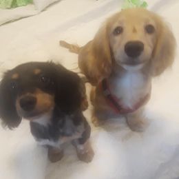 Dachshund Puppies from Puncheon Creek Dachshunds